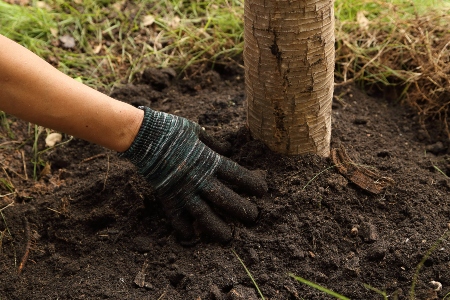 Tree Fertilization